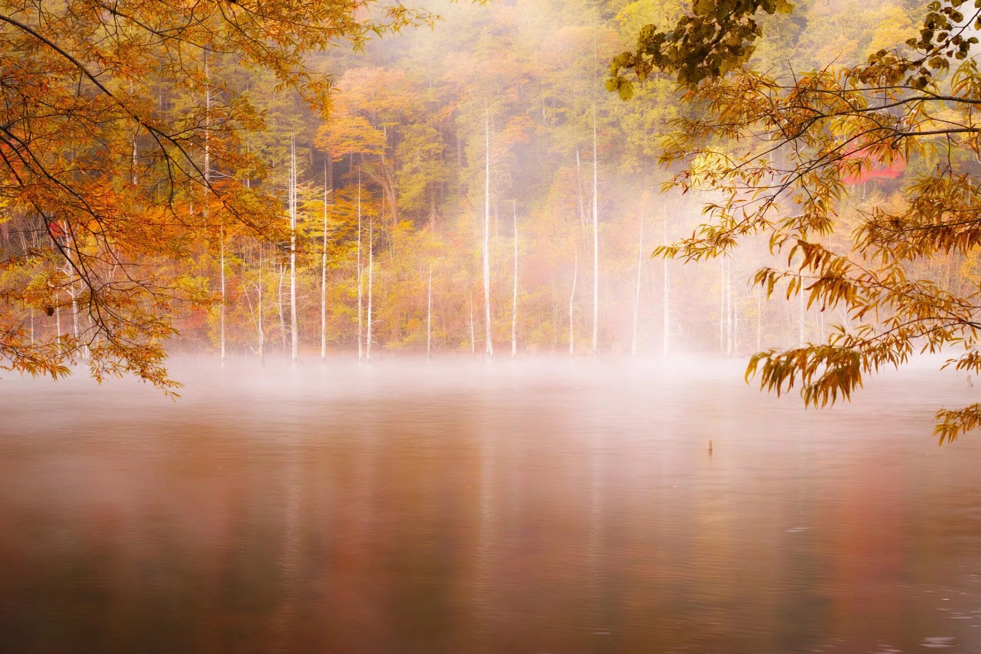 Время стоит еще раннее золотистый утренний. Осень туман. Утренний осенний пейзаж. Осенний туман. Туманный пейзаж.
