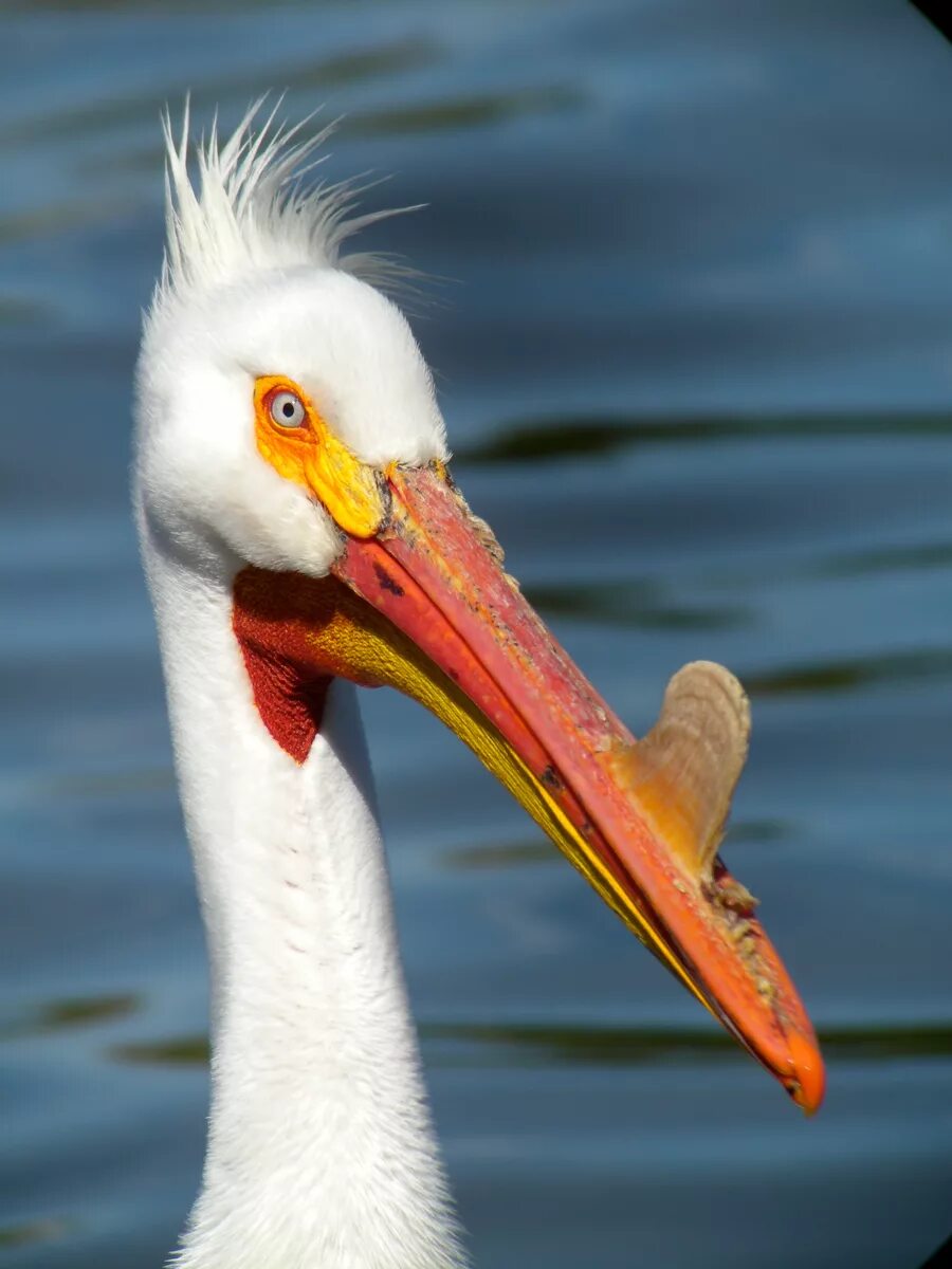 Американский белый Пеликан. Pelecanus erythrorhynchos. Красноклювый Пеликан. Пеликан птица белый.