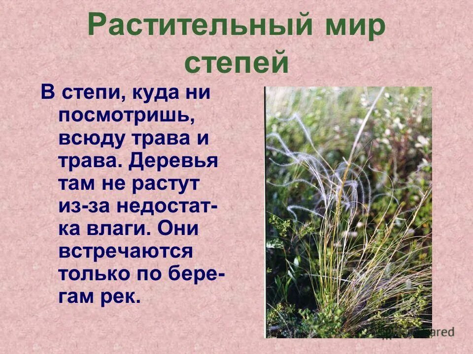 Степная зона алтайского края. Сообщение о степи. Растения степи россии. Почему не растет в степях. Растения степей россии 8 класс.