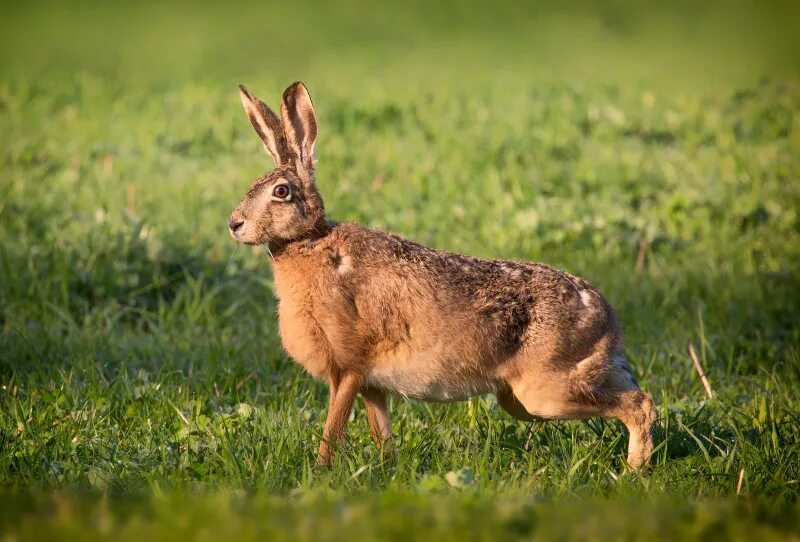 Кроликоферма. Заяц русак питается. Растущий заяц. Растущий заяц. Растущий заяц.