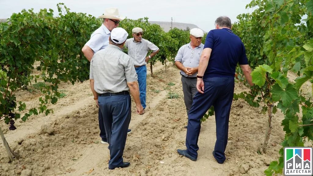 Почвы дагестана. Виноградные плантации дагестана. Республика дагестан хозяйство. Дагестанская опытная станция филиал вир. Растениеводство дагестана.