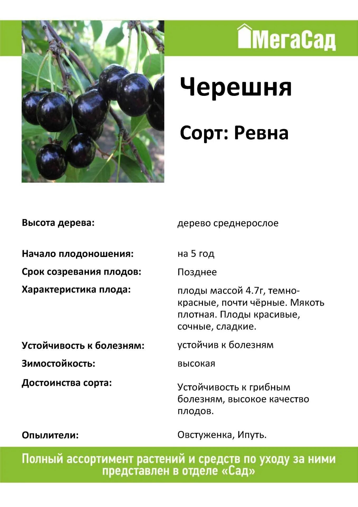 Черешня ипуть опылители сорта. Черешня ревна описание. черешня овстуженка описание сорта. черешня ревна описание сорта. черешня сорт ревна.