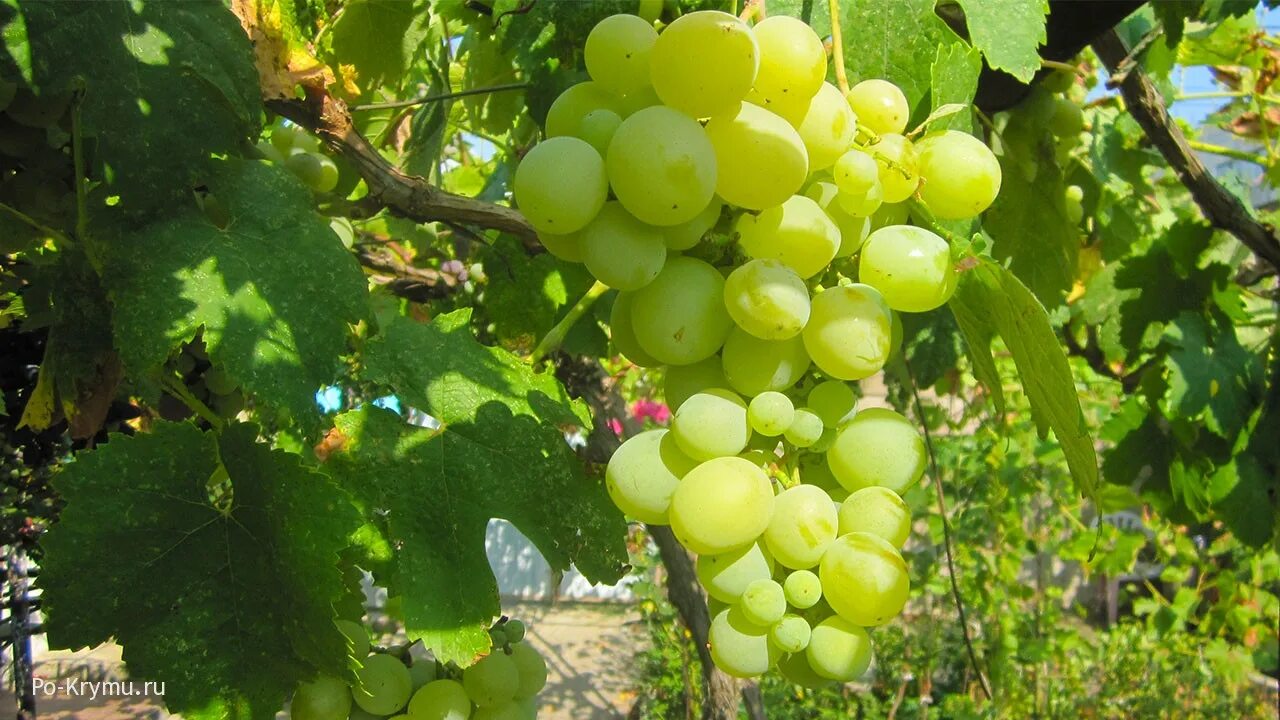 Виноград эльдорадо описание. Крымские сорта винограда. крымский виноград. кучурган сорт винограда.