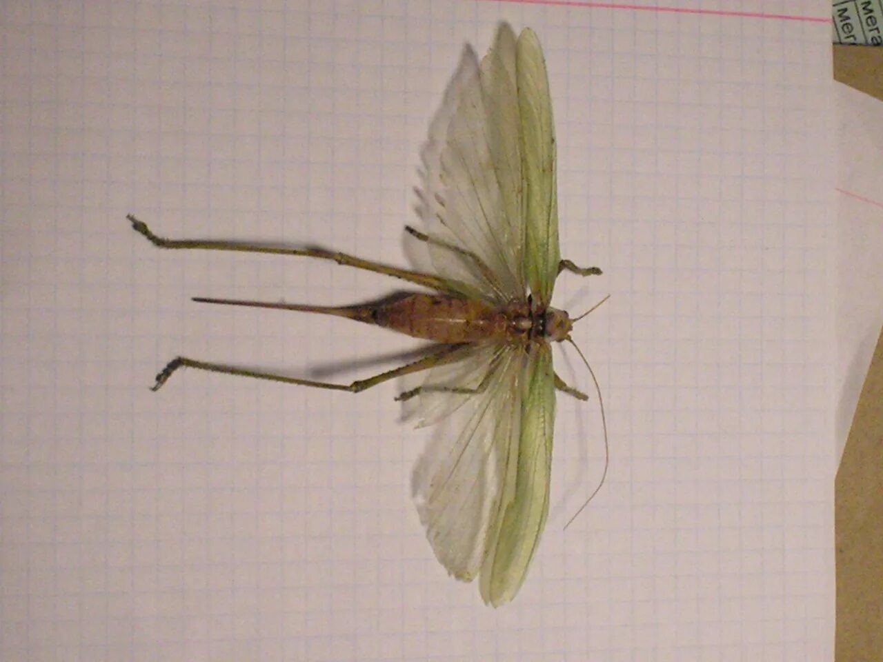 Крылья насекомых. Насекомое похожее на стрекозу. Насекомое похожее на кузнечика. Длинное насекомое с крыльями.