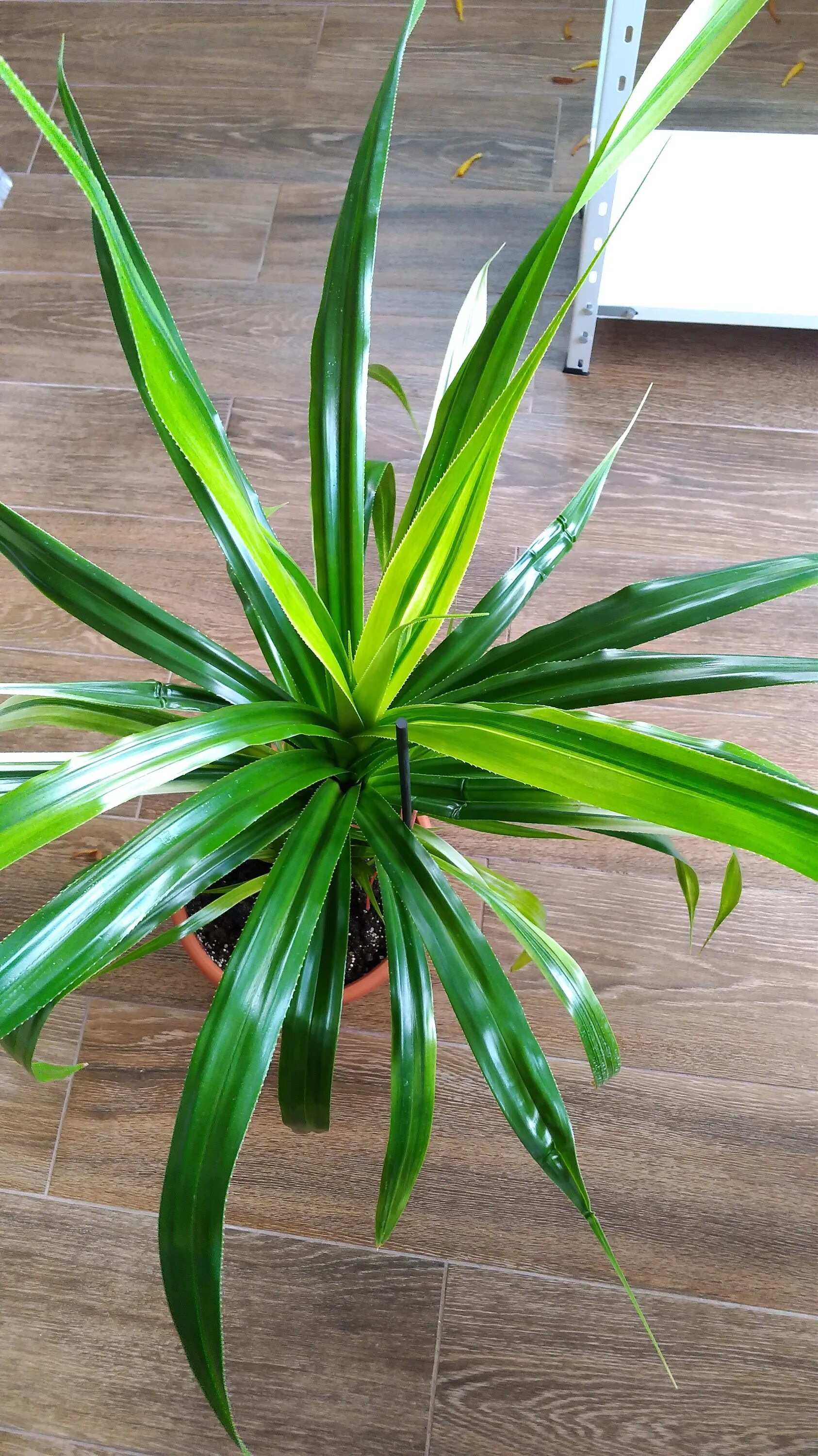 Комнатное растение панданус. Хлорофитум панданус. цветок пальма панданус. панданус баптиста. ложная пальма панданус.