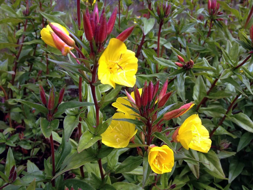 Энотера кустарниковая Oenothera fruticosa. Энотера четырехугольная. Энотера кустарниковая ослинник. Энотера четырехгранная. Энотера кустарниковая многолетняя купить