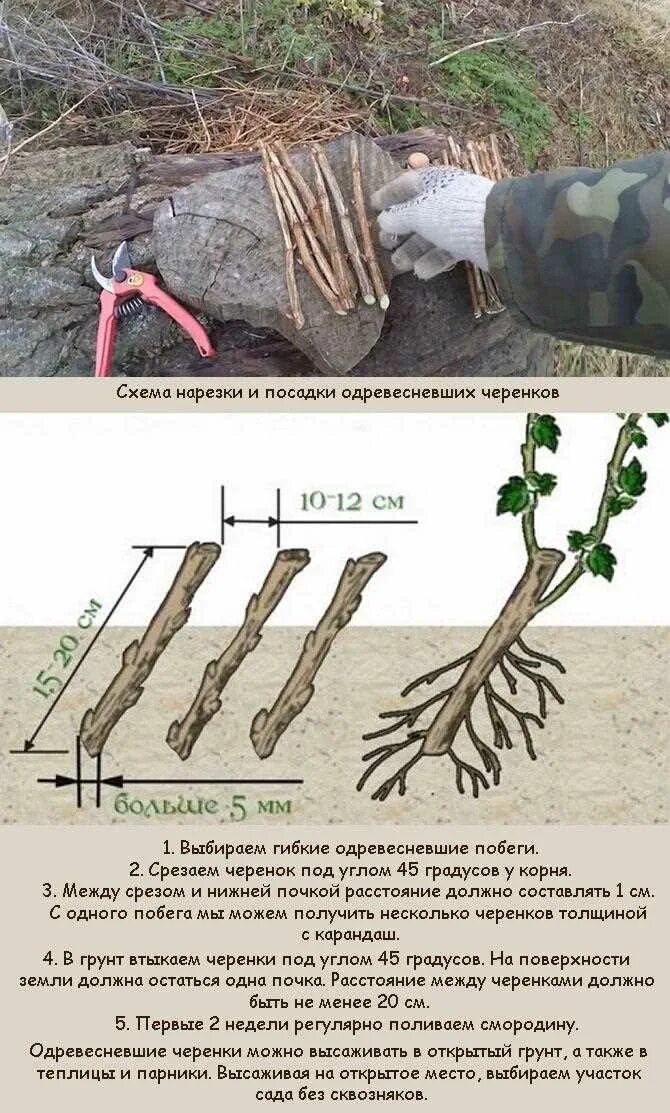 Жимолость одревесневшие черенки. Черенки крыжовника одревесневшие. Черенки смородины. Посадка смородины осенью. Как сохранить саженцы смородины до посадки
