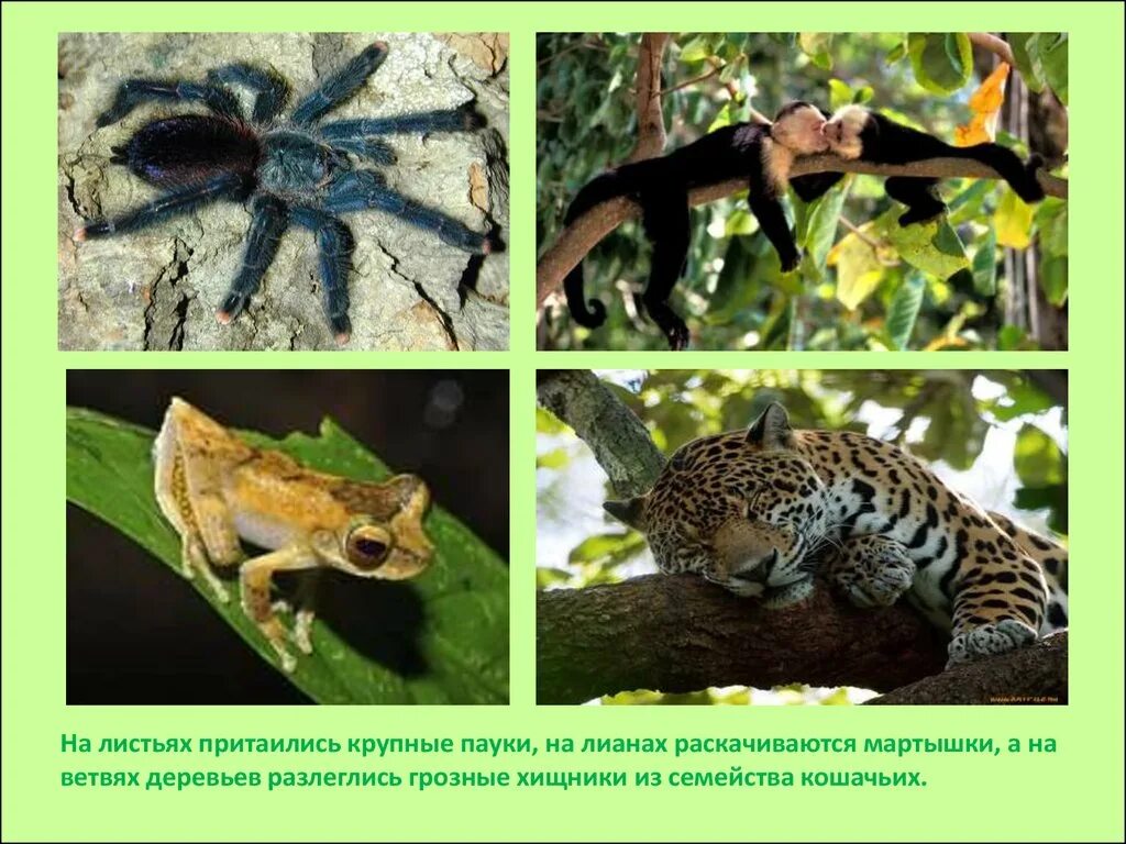 Тропические животные 1 класс. Животные тропических лесов. Тропические леса животные и растения. Животные тропического пояса. Растения и животные в тропических лесах.