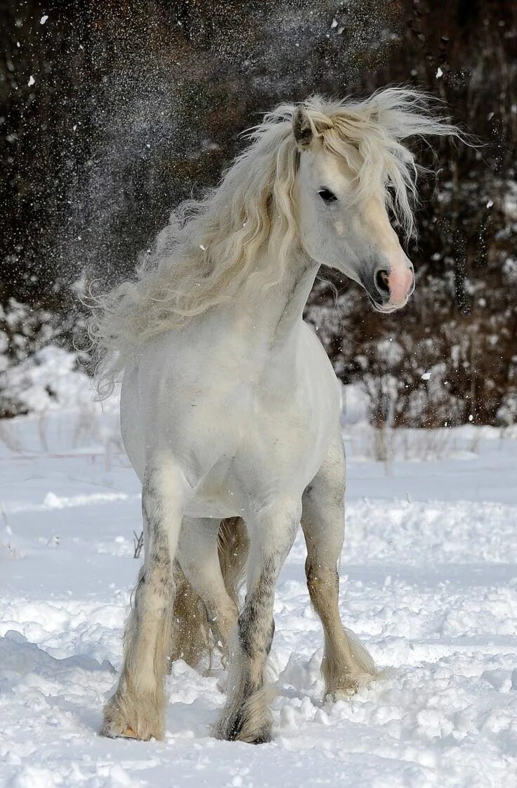 Как выглядит белая лошадь Pin by Quique Maqueda on PRE Horses, Andalusian horse, White horses