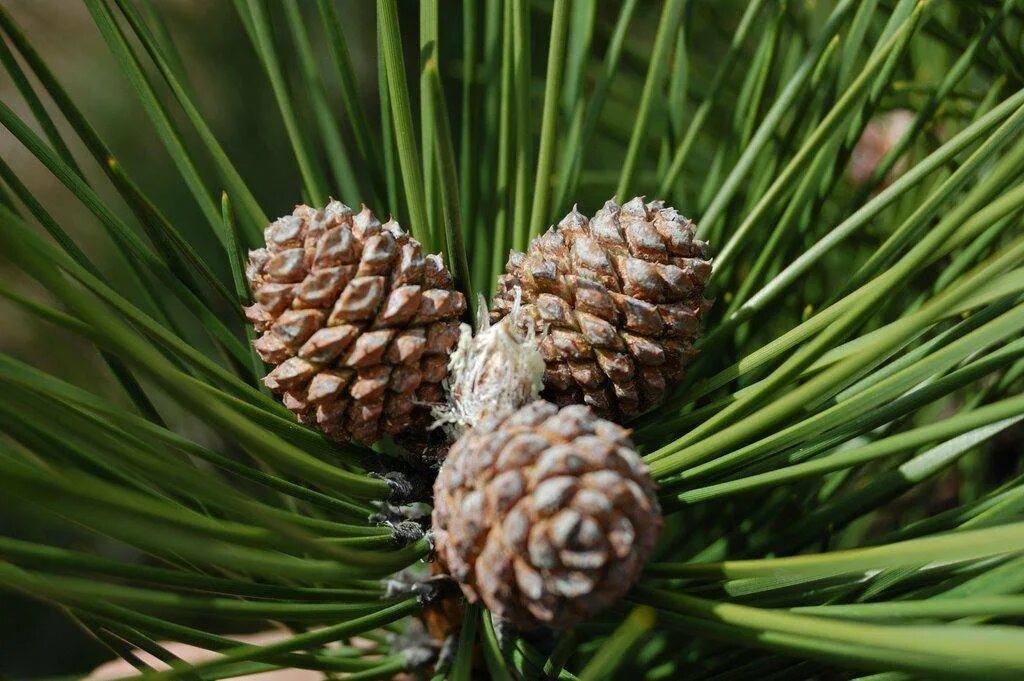Pinus pallasiana - Image of an specimen - Plantarium