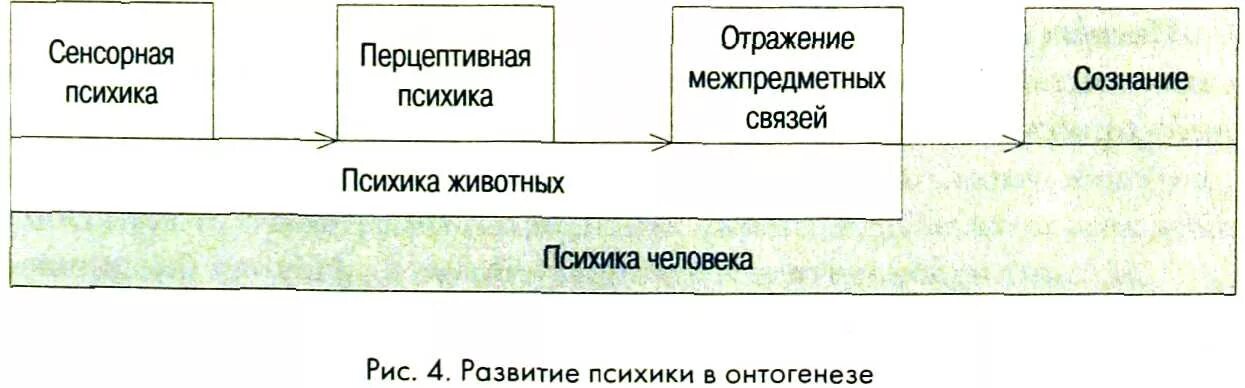 Основные стадии развития психики в филогенезе. Стадии исторического развития психики и сознания. Формы онтогенез психики. Формы онтогенез психики. Формы онтогенез психики.