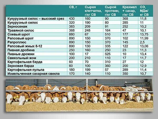 Сколько ферма приносит в месяц. Нормы кормления Бычков по месяцам. Рацион кормления Бычков на откорме таблица. Норма зерна для Бычков на откорме. Рационы кормления Бычков мясного направления.