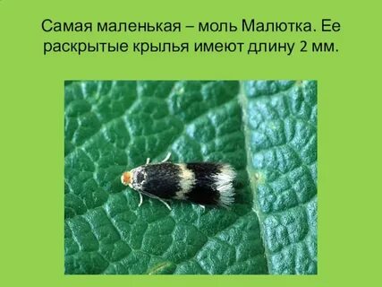 Мало моли