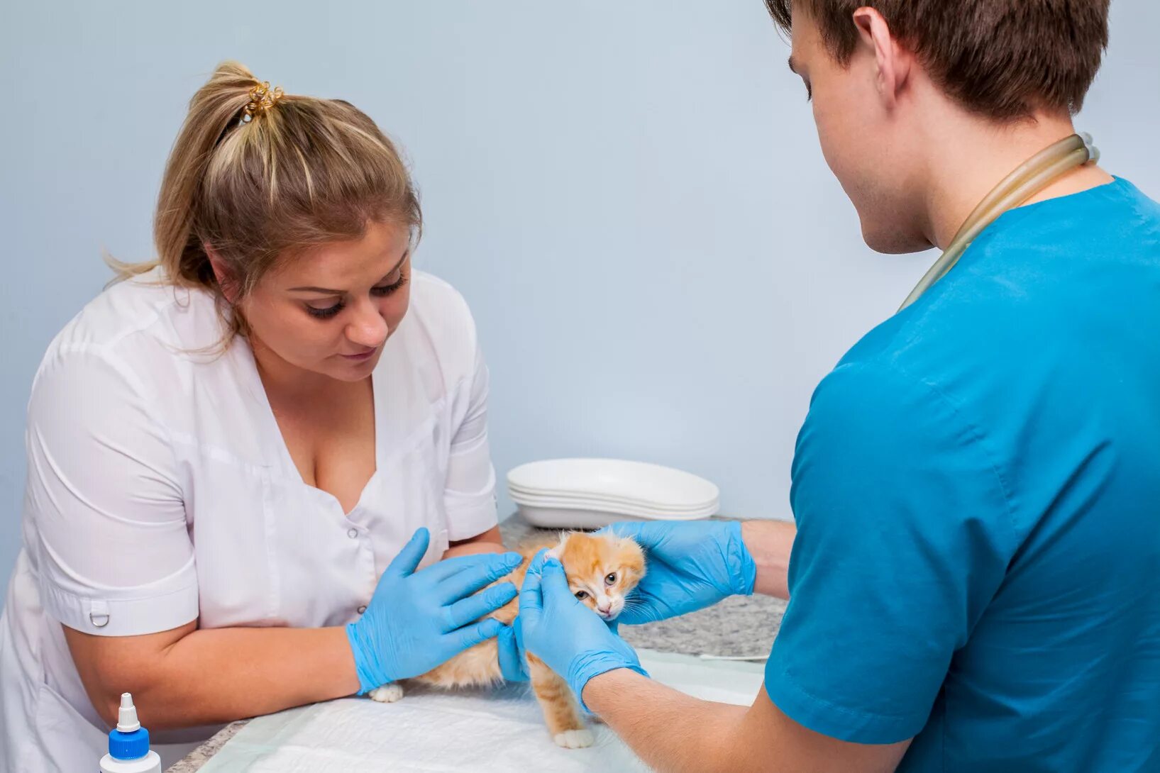 Диагностические исследования животных. Ветеринарное акушерство и гинекология учебник. Ветклиника. Акушерство, гинекология и биотехника репродукции животных. Собака врач.