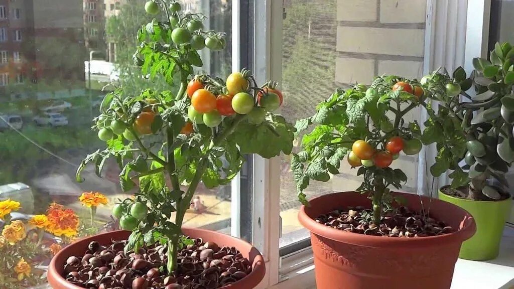 Горшки для балконных помидор. Комнатные помидоры черри. Огород на подоконнике помидоры. Помидоры черри в горшке на подоконнике. Томаты черри бонсай.