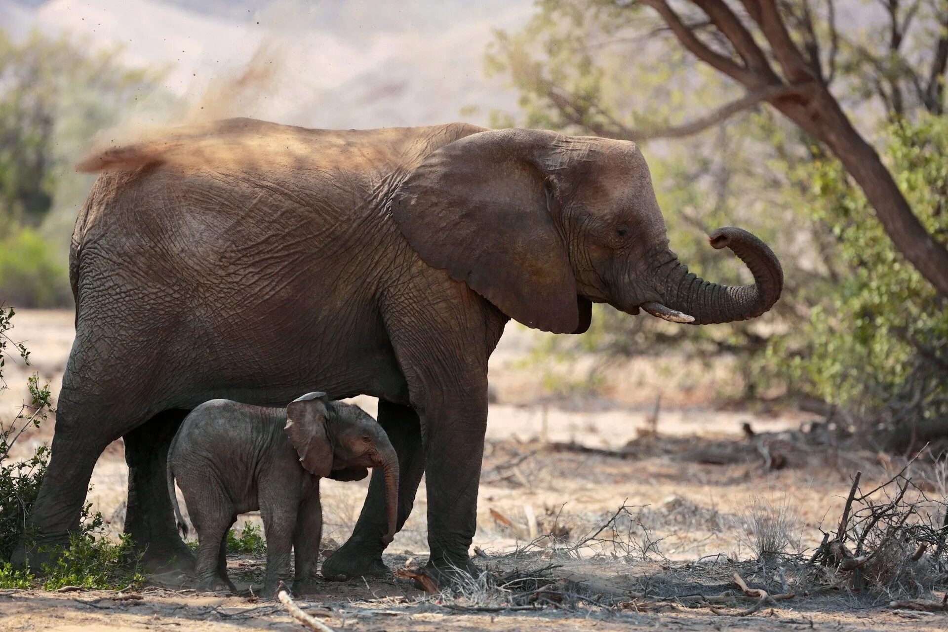 Two elephants. Животные Африки Африканский слон. Саванный слон. Слоновий хвост.