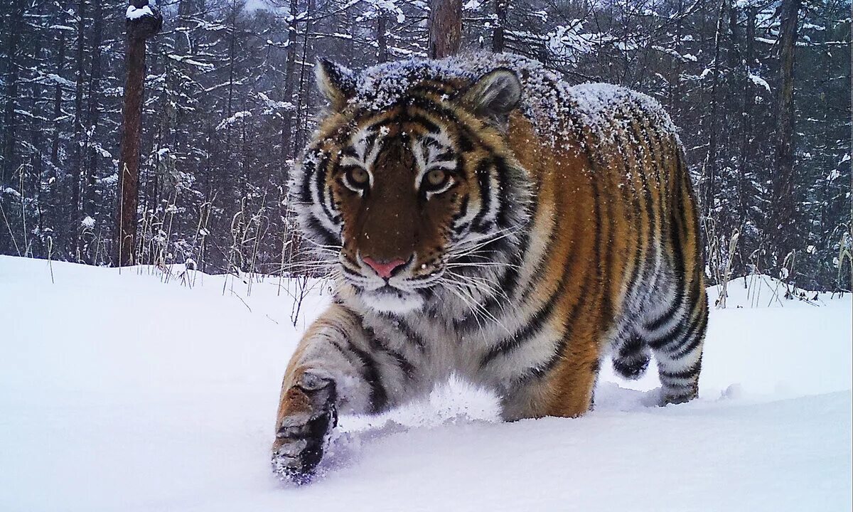 Какой зверь хозяин тайги в приамурье