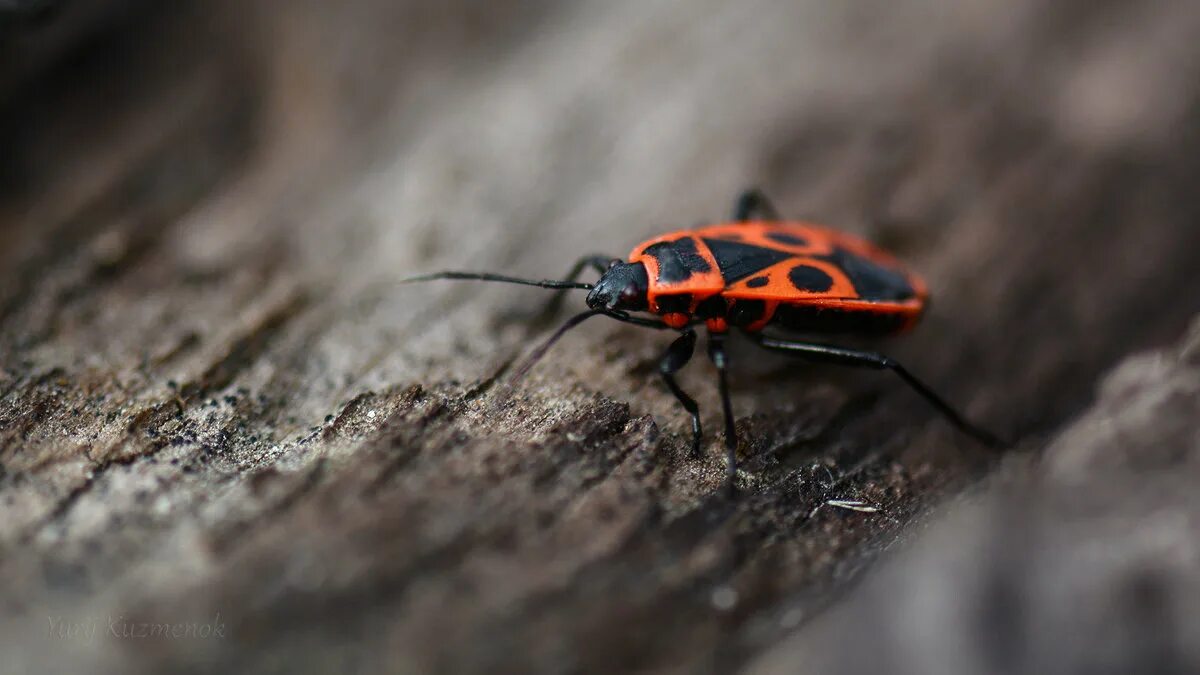 Жук солдатик гнездо. Жук солдатик огэ. Булавник беленовый. Жук хищнец. Клоп-солдатик pyrrhocoris.
