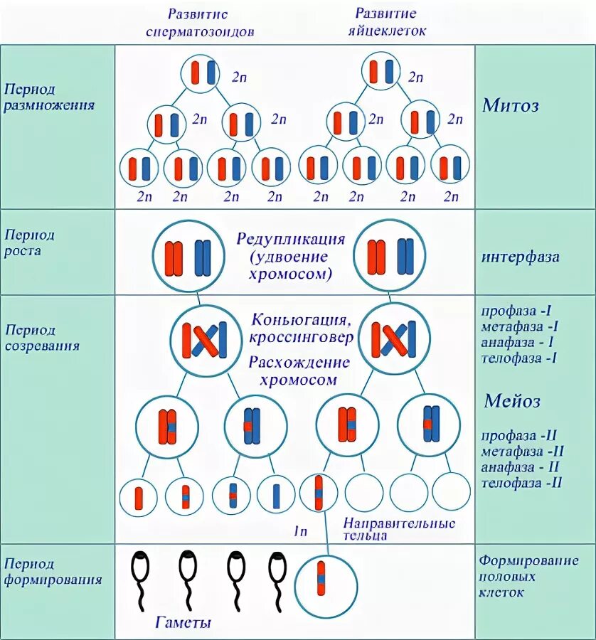Стадии мейоза с набором хромосом. Схема мейоза с числом хромосом. Набор хромосом на разных стадиях мейоза. Хромосомный набор в фазах мейоза. Стадии мейоза и набор хромосом