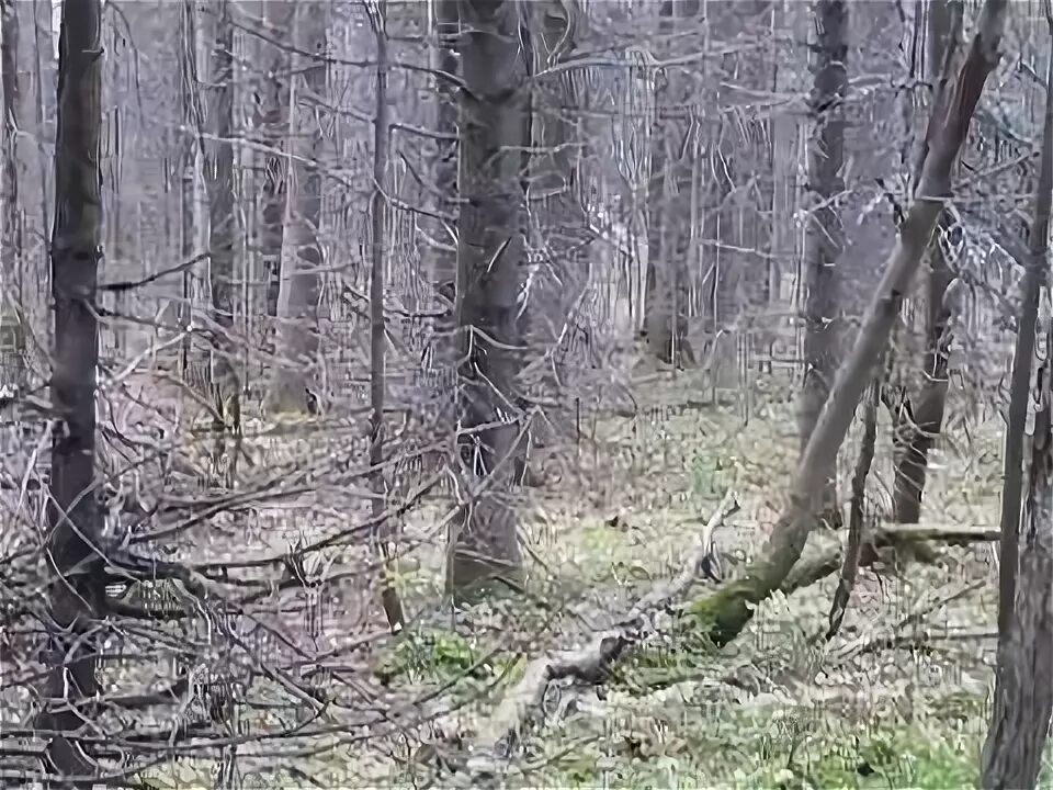 Лесные видео канал новые