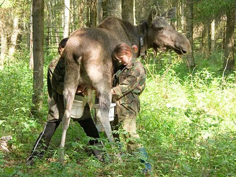 Лосеферма Кострома молоко. Сумароковская лосиная ферма. Четверо лосят предложение