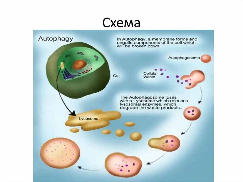 Аутофагия это простыми словами. Схема аутофагии. Аутофагия схема. Процесс аутофагии схема. Роль аутофагии в патологии.