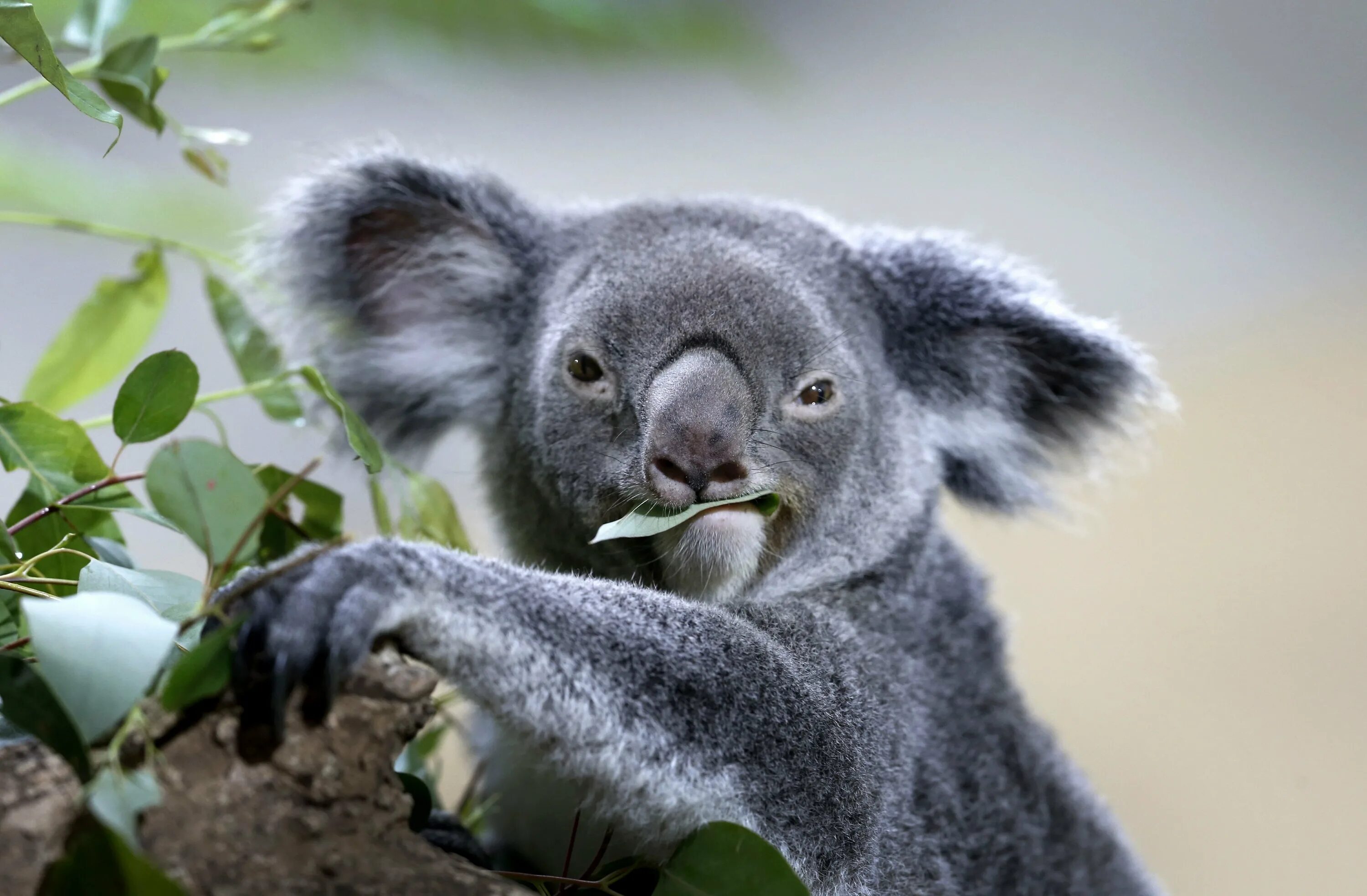 Похожи на коал. Коала. Коала эвкалиптовый мишка. Коала самец. Зверобой коала.