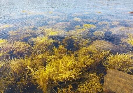 Собирать водоросли