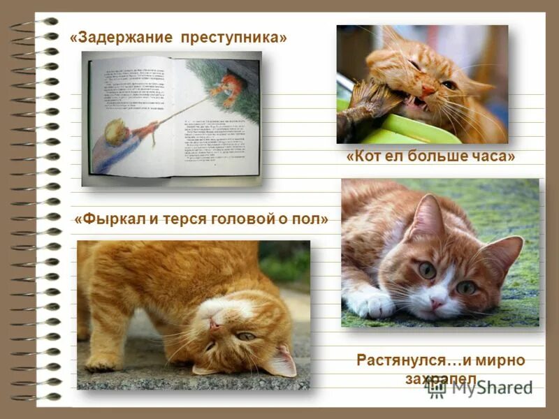 Коте георгиевич. Кот преступник. Мычат когда на котах фыркают люди. Какой кот был в детстве наш Платон кот.