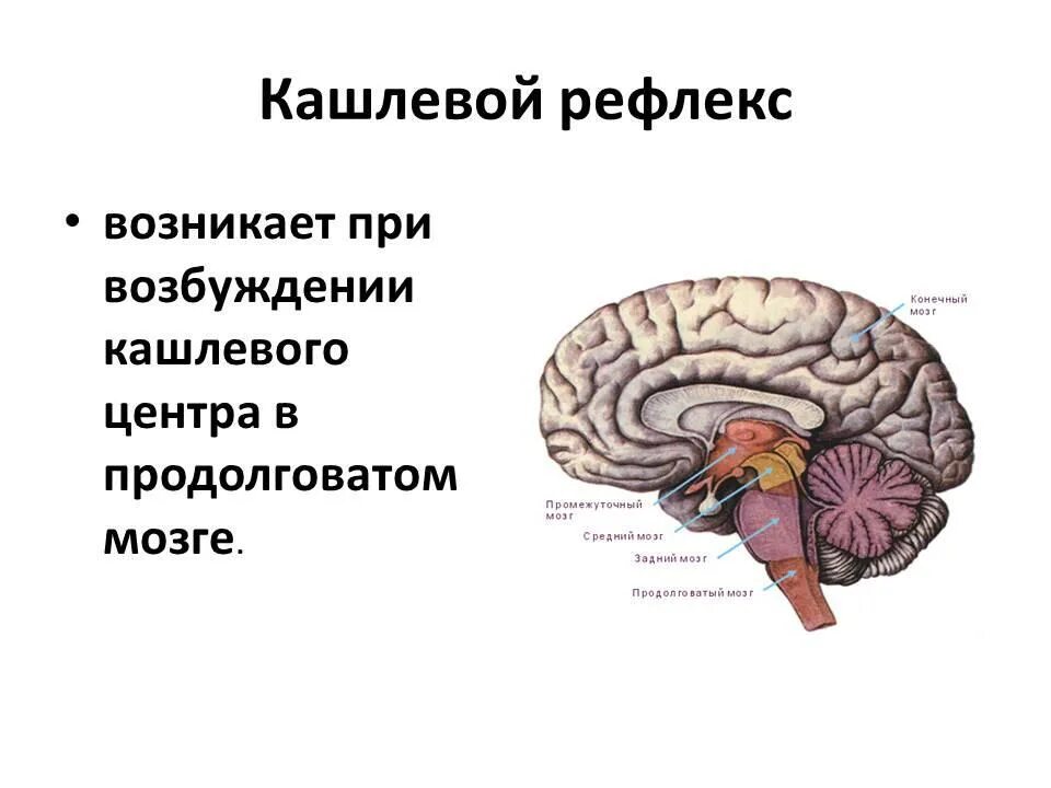 Кашлевой центр продолговатого мозга. Кашлевой рефлекс. Центр кашлевого рефлекса. Центр кашля в головном мозге.