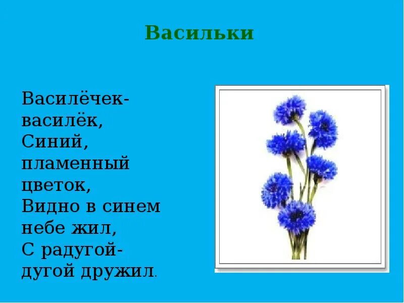 Предложение с васильком. Детский стих про васильки. Стихи для детей про цветы дошкольников. Стих про Василек для детей. Стихи про васильки для детей.