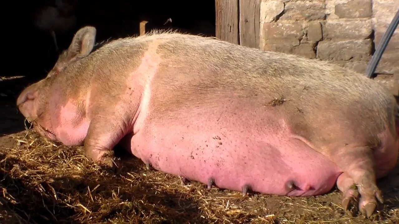 Какие признаки свинки. Супоросные свиноматки. Родовспоможение у свиней.