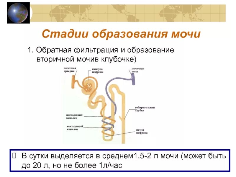 Выделительная система человека этапы образования мочи. Этапы образования мочи схема. Система образования первичной и вторичной мочи. Схема образования первичной и вторичной мочи. Вторичная моча образуется в результате процесса