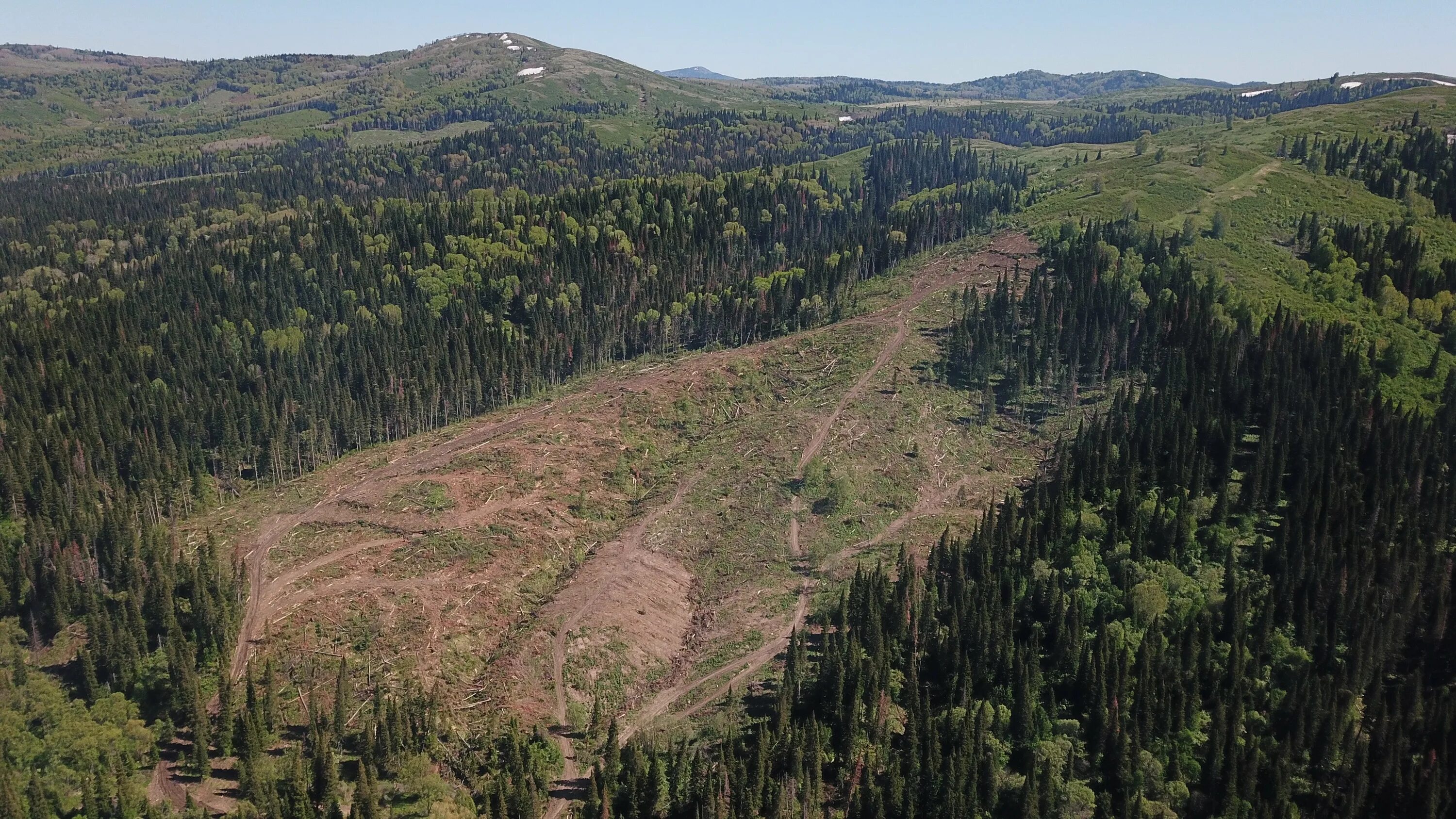 вырубка лесов в республике алтай. вырубка тайги. леса красноярского края тайга. сибирский лес вырубают китайцы. вырубка леса китаем в сибири.