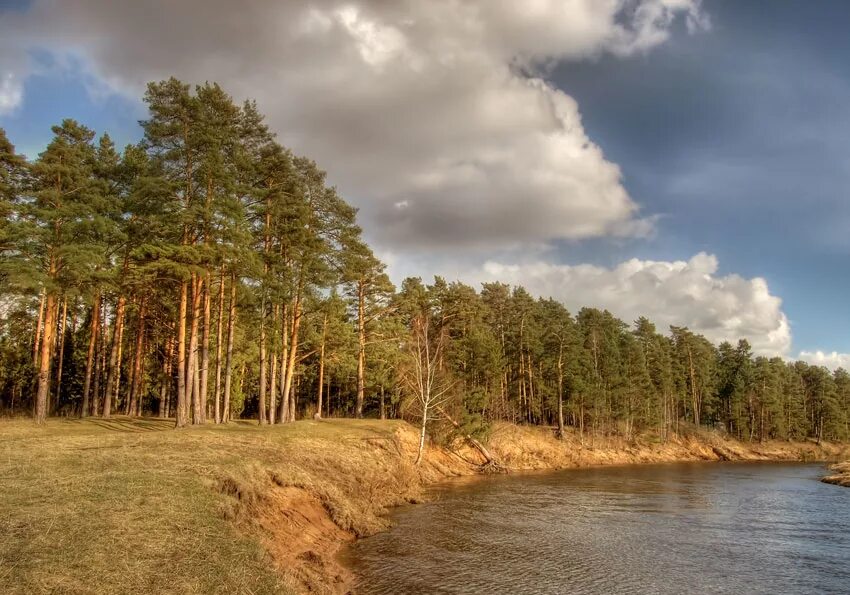 река угра сосновый бор. берег волги сосновый лес углич. река угра сосновый бор. малюшина дача дюны. сосновый лес на оке.