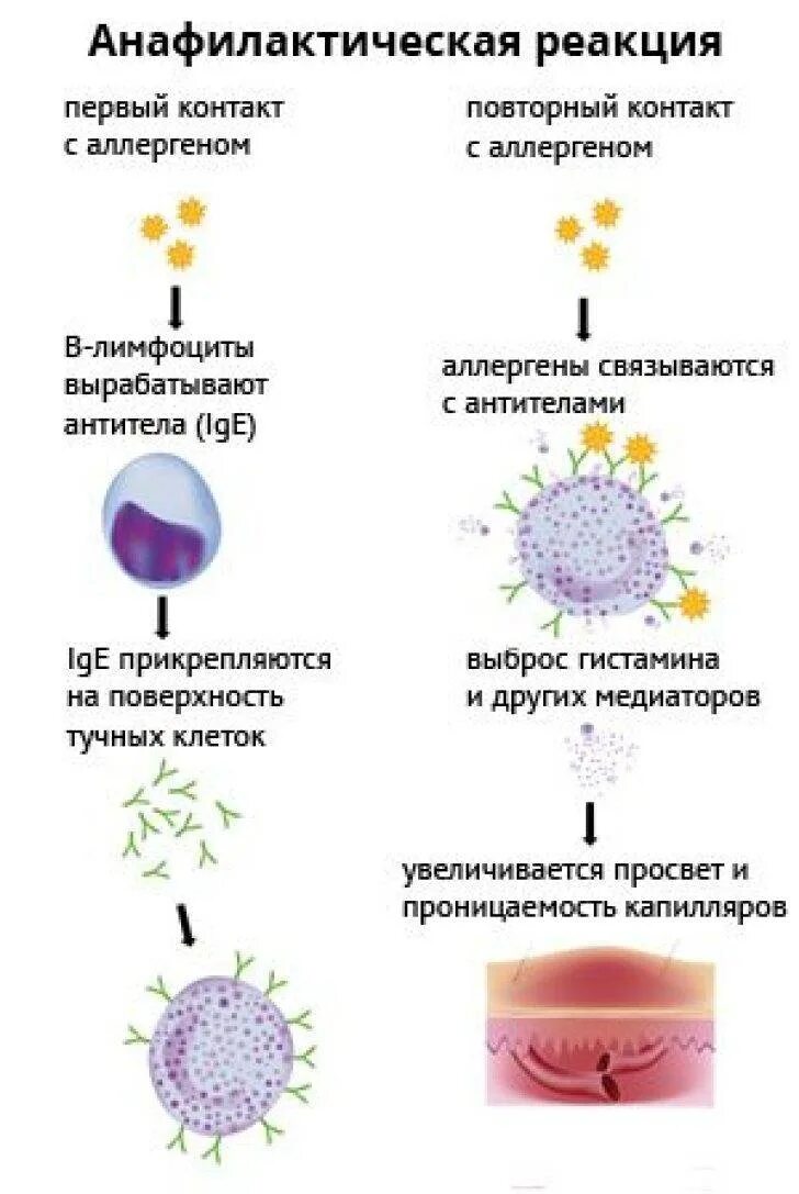 Анафилактический шок тип аллергической реакции. Механизм развития анафилактической реакции. механизм развития симптомов при анафилактическом шоке. анафилактический шок причины патогенез. аллергические и анафилактические реакции патогенез.