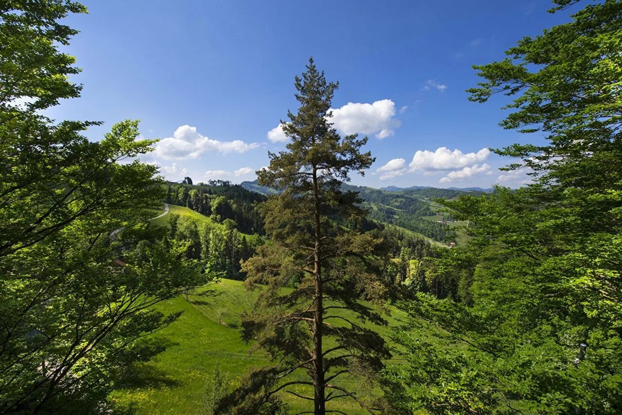 Хвойный массив. Широколиственные леса Швейцарии. Кедрово-широколиственные леса. Швейцария кедры. Еловый лес в Швейцарии.