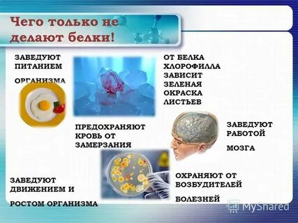 Тест по биологии белки