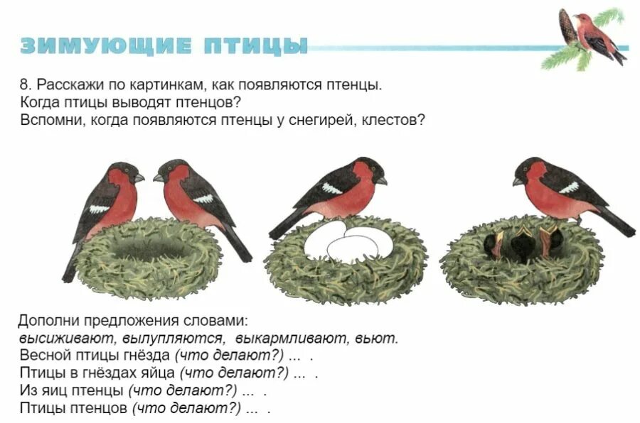 Перелётные птицы для дошкольников в гнезде. Гнезда перелетных птиц задания для детей. Задания для детей по теме птицы весной. Задания на тему зимующие птицы.