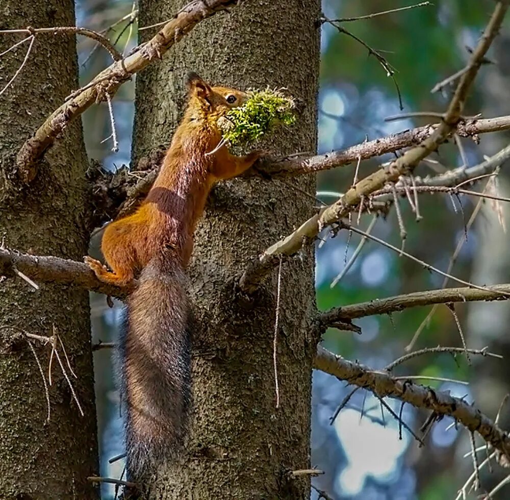 Белка строит гнездо низко на дереве. Жилище белки гайно. Беличье гнездо гайно. Гнездо белки беличье гнездо. Жилище белки.