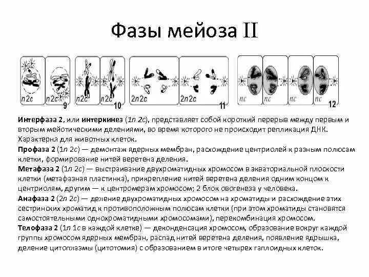 Стадии мейоза интерфаза 1. Фазы мейоза интерфаза. Стадии мейоза интерфаза интеркинез. Интерфаза мейоза 1 и 2 деление таблица.