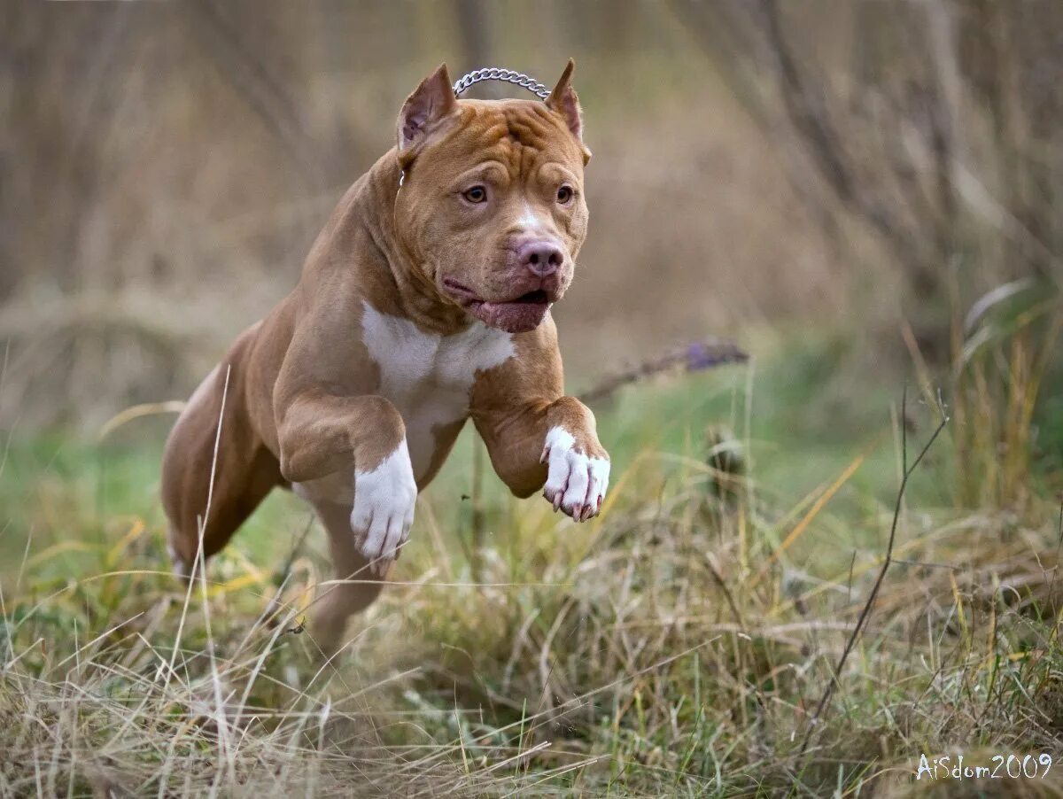 Стаффордширский терьер американский питбультерьер. Мексиканская бойцовая собака. Стаффорд питбуль бультерьер. Американский питбультерьер. Американскипитбыльтерьер.
