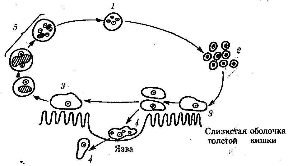 Цикл развития дизентерийной амебы. Схема жизненного цикла дизентирийной амёбы. Жизненный цикл дизентерийной амебы. Схема жизненного цикла простейших дизентерийной амебы. Жизненные формы амебы