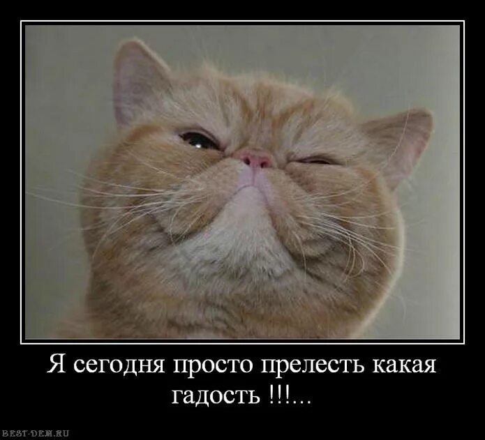 Картинка какая гадость. Кот гордится. я просто прелесть какая гадость. я сегодня прелесть какая гадость. я сегодня прелесть какая гадость картинки.