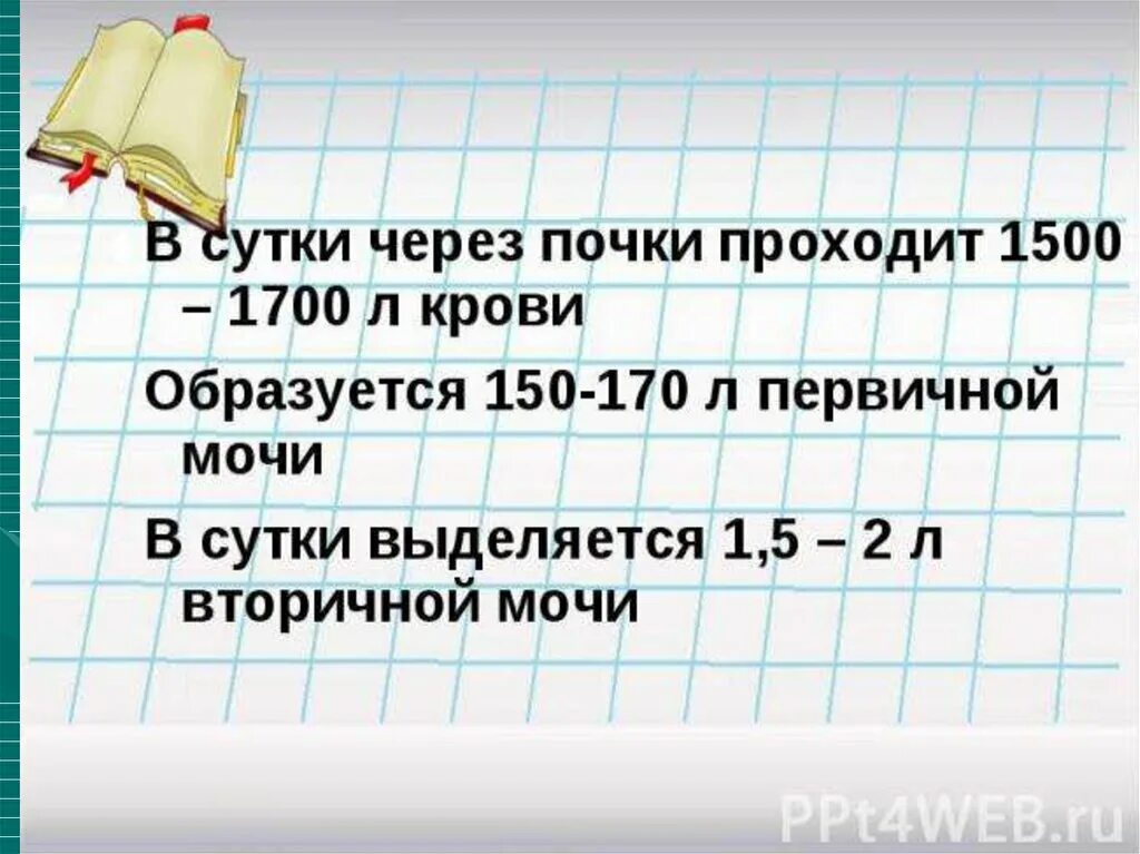 Количество первичной мочи за сутки. Сколько за сутки образуется первичной мочи. Объем первичной мочи в сутки. Образуется первичная моча в сутки.