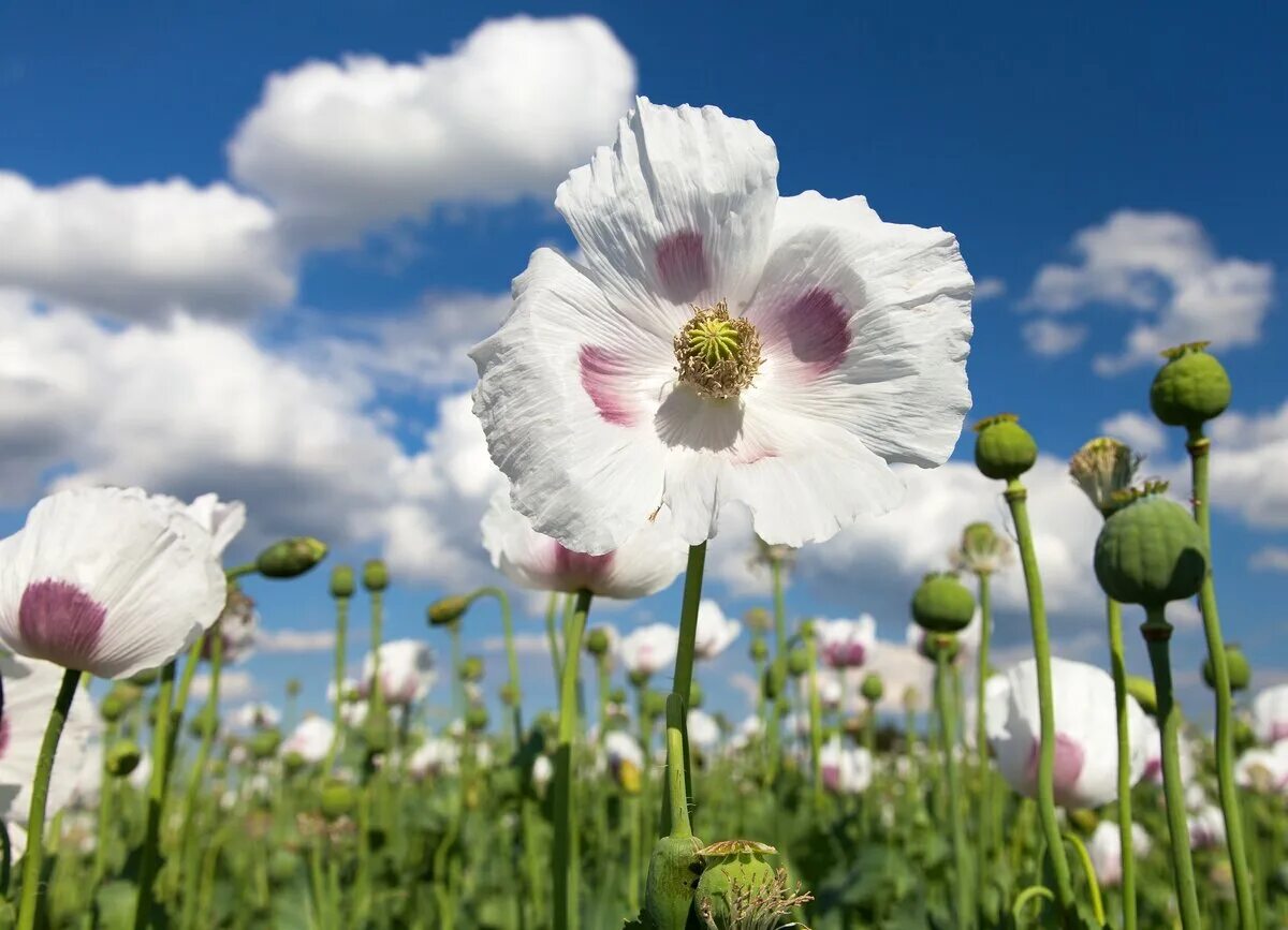 Мак папавер белый поле. Мак Papaver White cloud. Опийный белый Мак. Мак Луговой Мак Гессен.