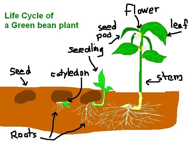 Life is a flower. Plant Life Cycle. Life Cycles. Life Cycle of a Plant for children. Flower Life Cycle.