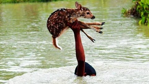 Вода храбрости