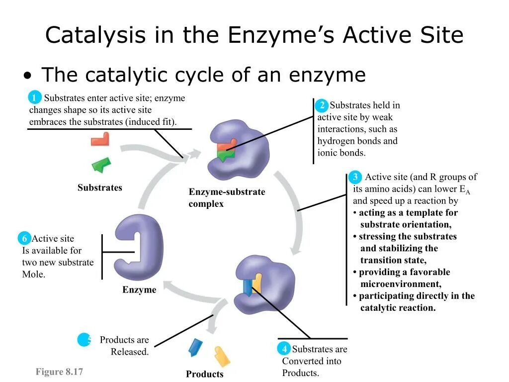 Action site. Enzymes инструкции. Active. Catalysis. Active sites Chemistry.