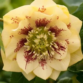 Helleborus double yellow spotted